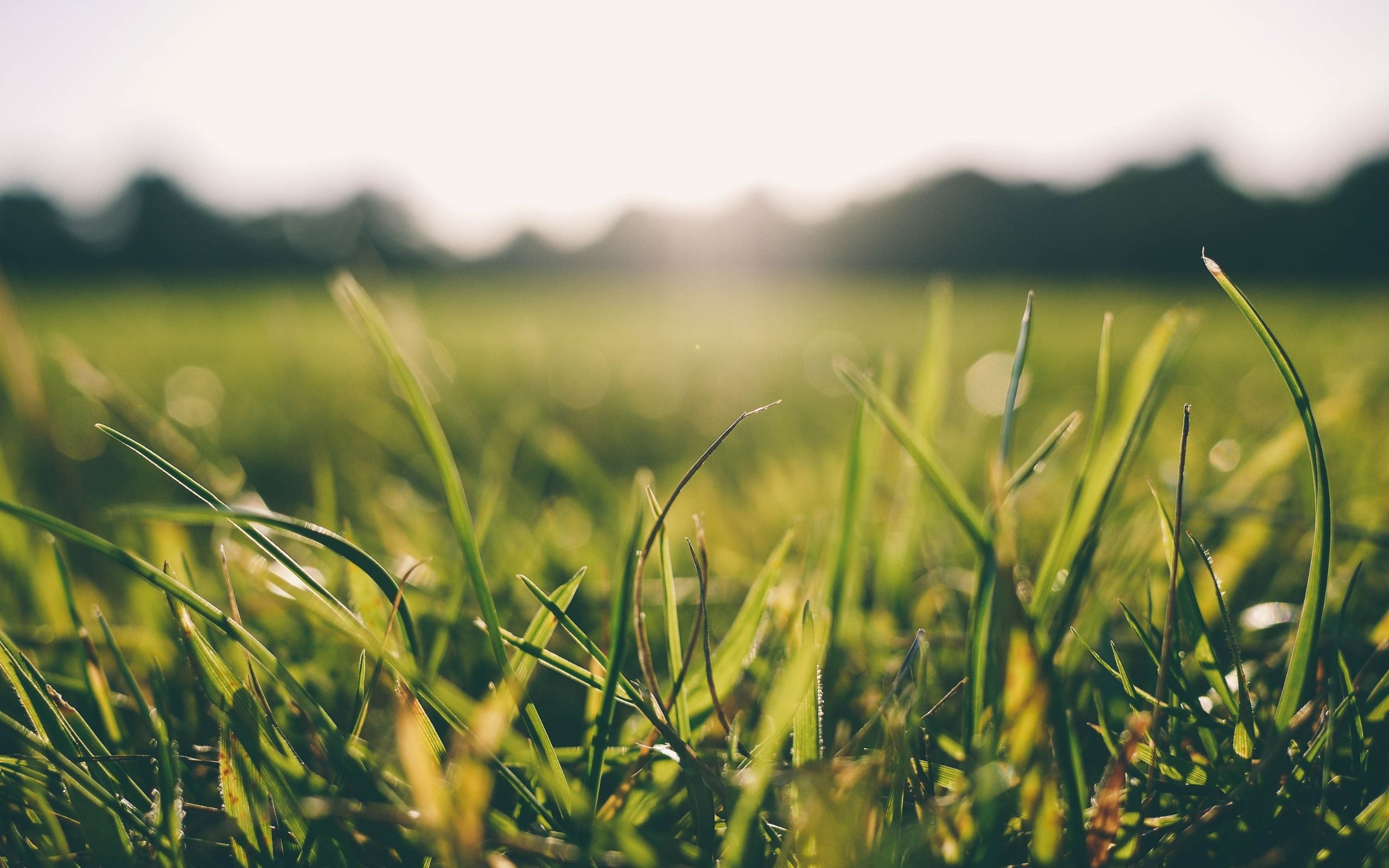 Rulo Çim mi, Tohum mu? Hangisini Seçmeli?