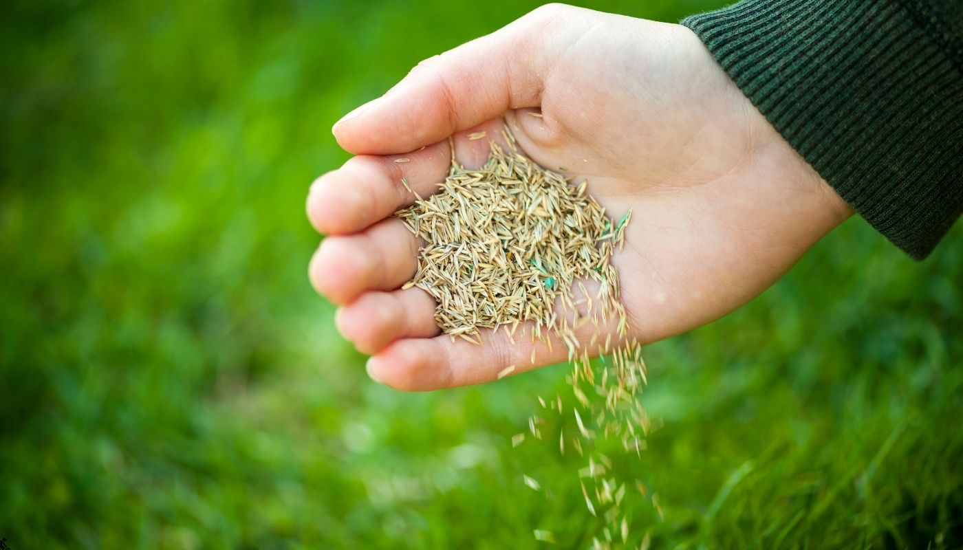 Çim Tohumu Serme ve Bakım
